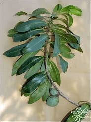 Medicinal plant conservation